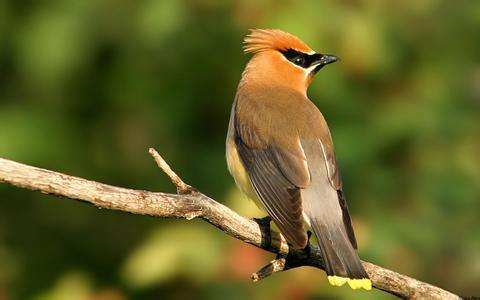 wild bird.jpg