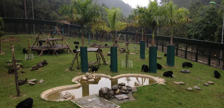 “bear farm animal asia”的图片搜索结果