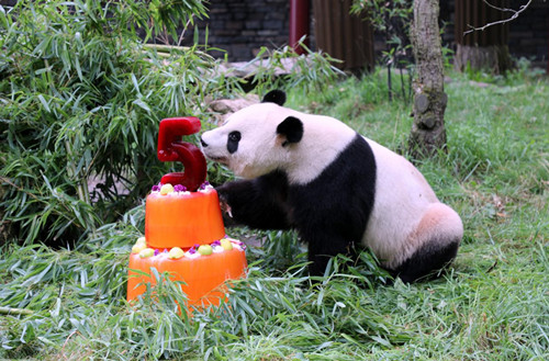 panda1_副本.jpg