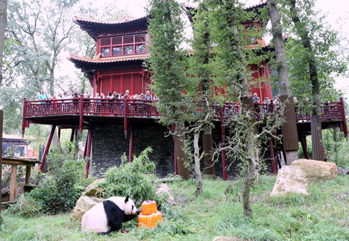 panda2_副本.jpg