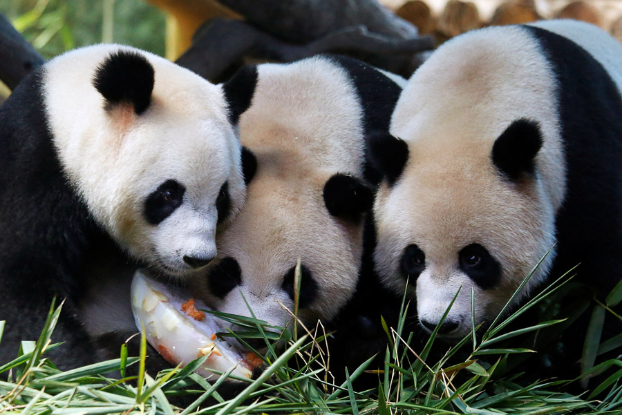 panda park.jpeg