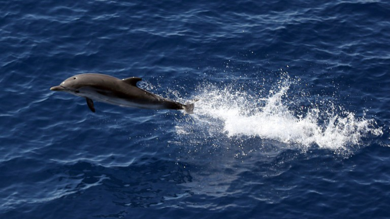 Dolphin 1.jpg