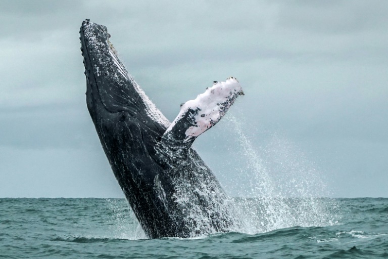 whale 1.jpg