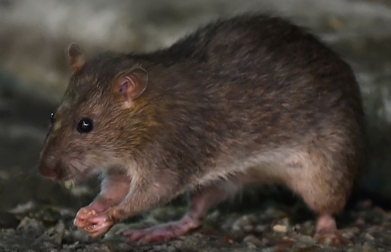 rat.jpg