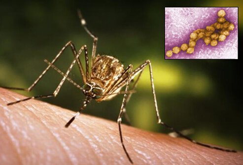 west-nile-virus-s1a-photo-of-tem-and-culex-mosquito.jpg