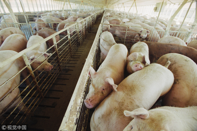 A pig farm [File Photo: VCG]