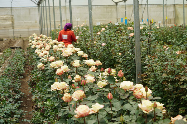 A worker is examining the roses planted at a flower farm in Kenya. [Photo: China Plus]
