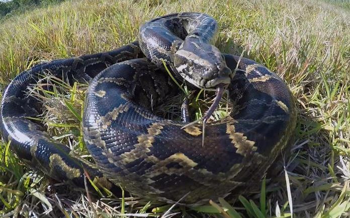 python.JPG
