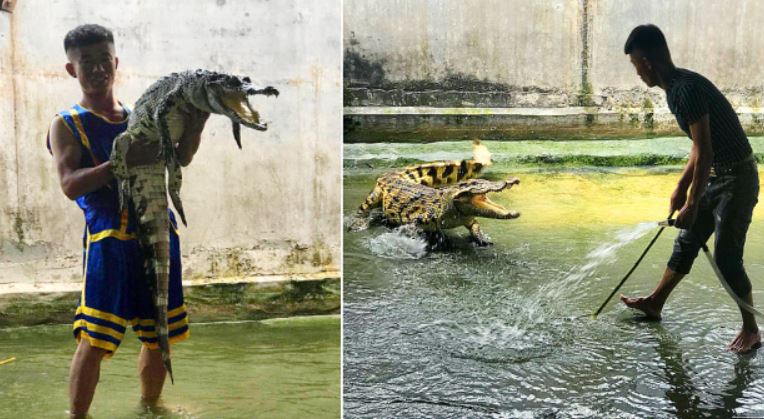 Croc.jpg