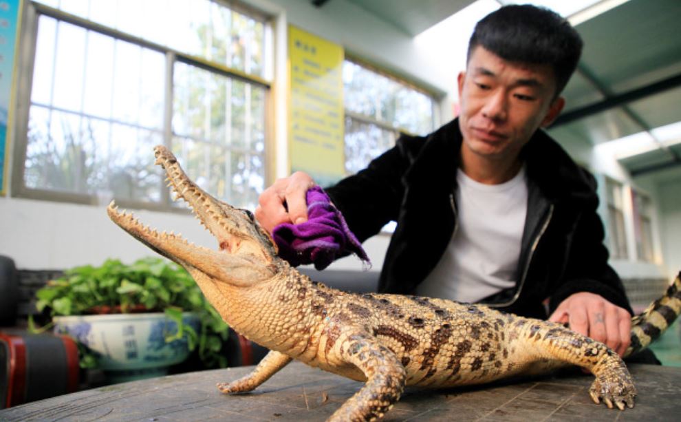 Croc 2.JPG