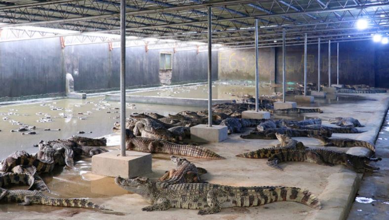Croc 3.jpg