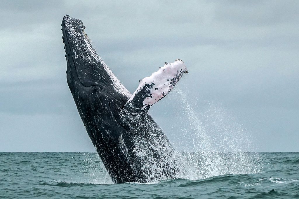 whale.jpg