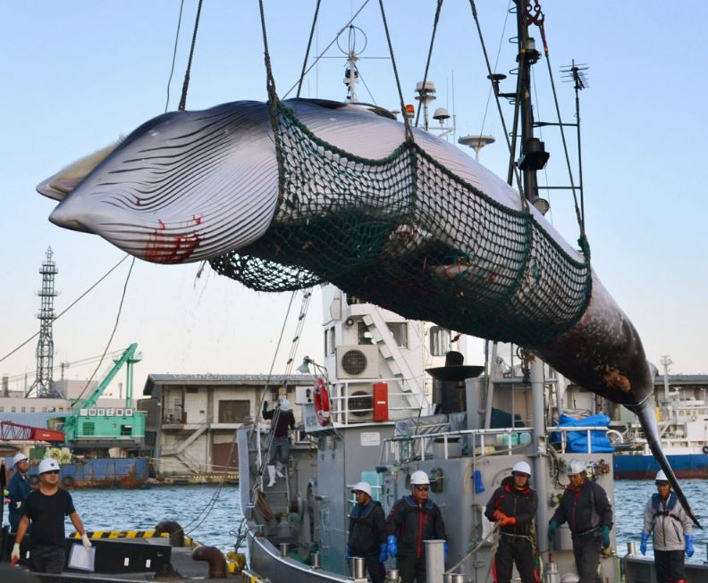 whaling.jpg