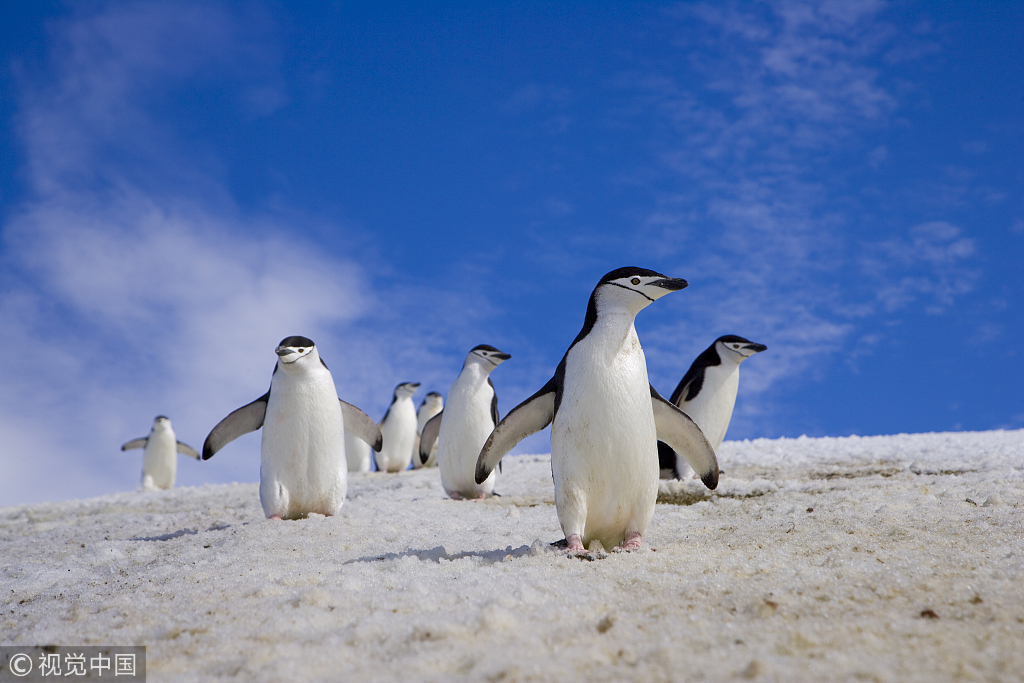 Chinstrap penguins on South Georgia Island. [File photo: VCG]