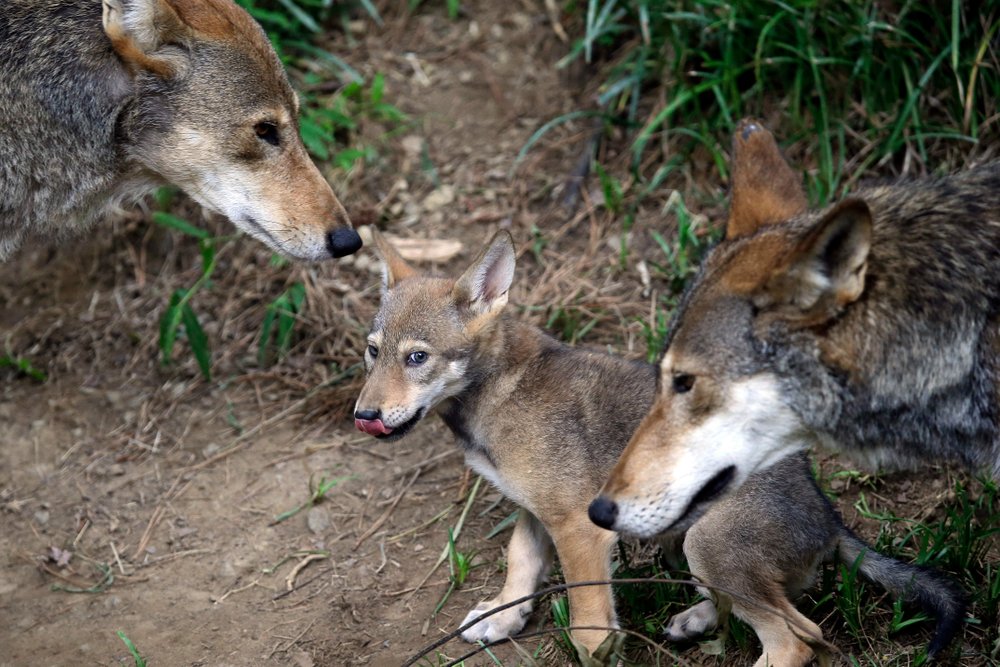 Wolf 1.jpeg