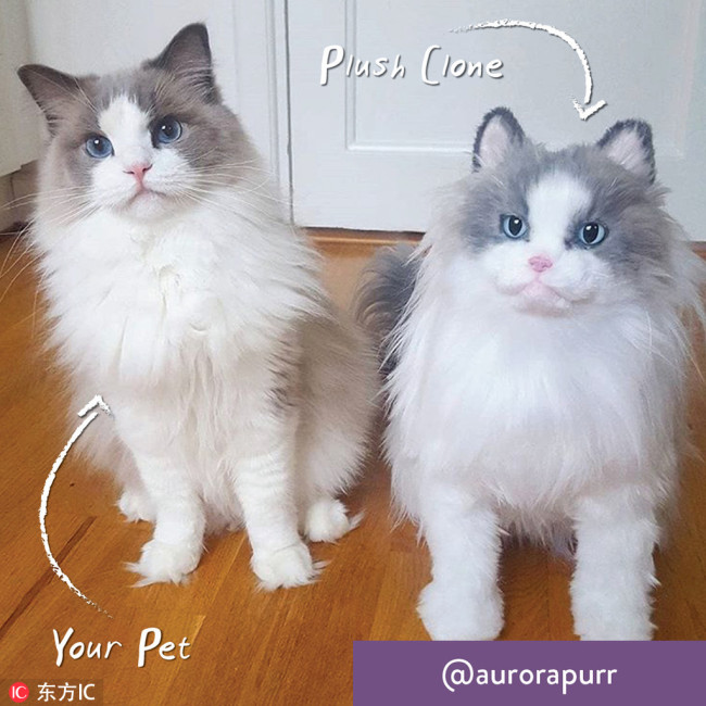 Clone pet.jpg