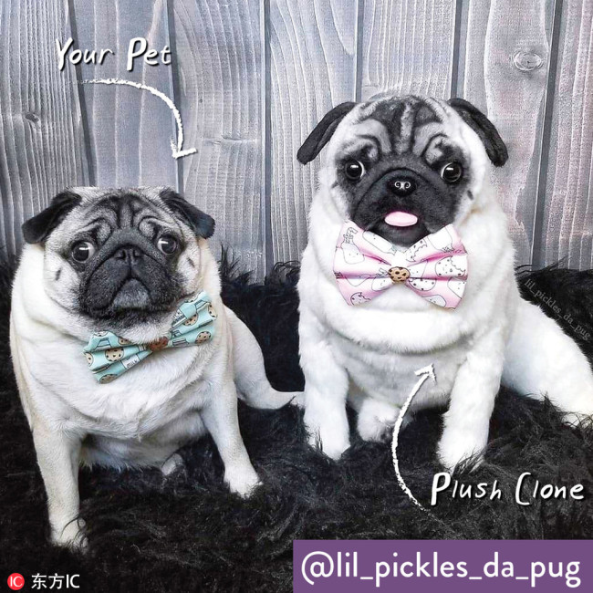 Clone pet 3.jpg