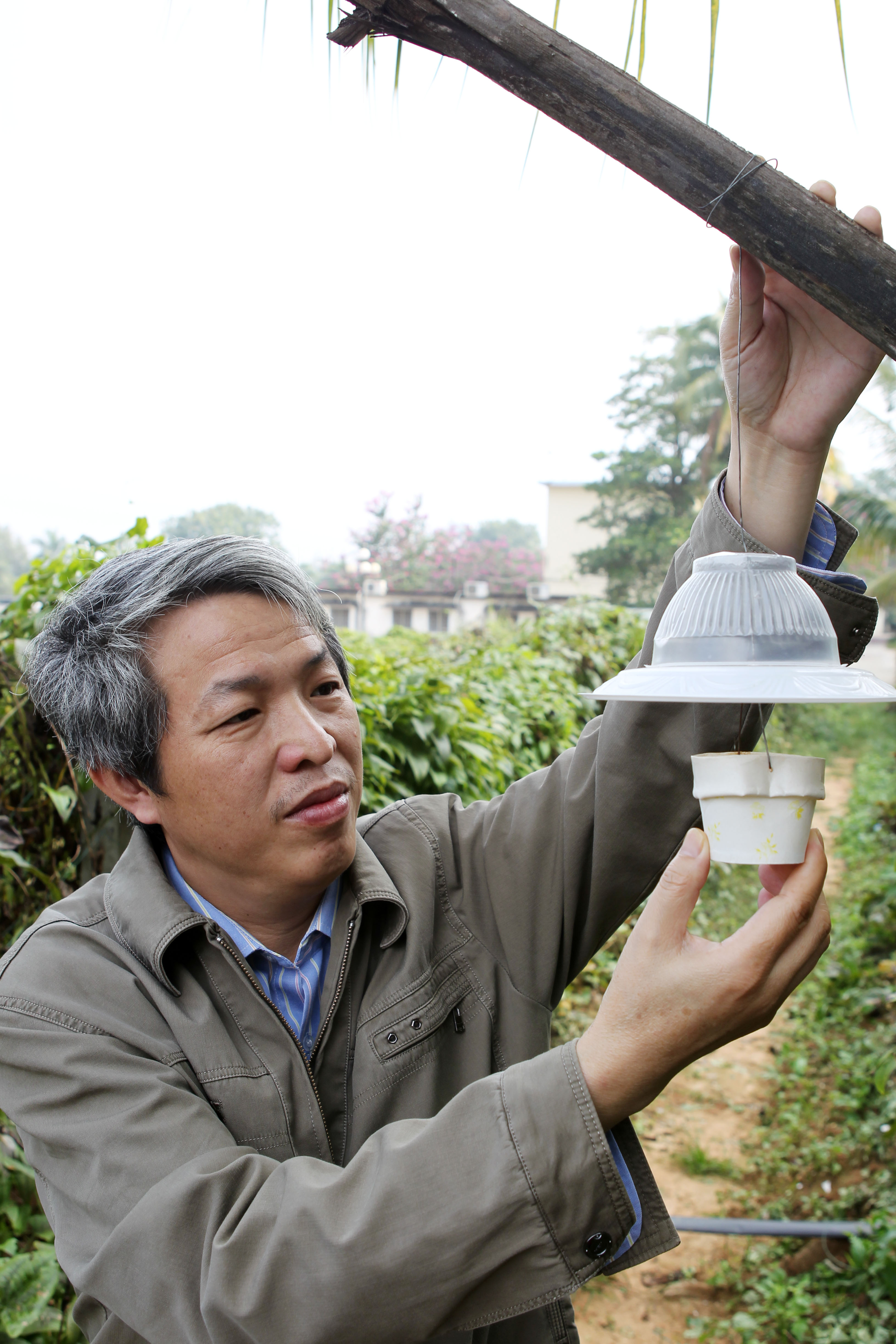 彭正强研究员正在野外悬挂小蜂放飞器 苏小杰摄.JPG