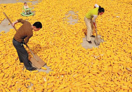 corn.JPG