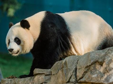panda.JPG