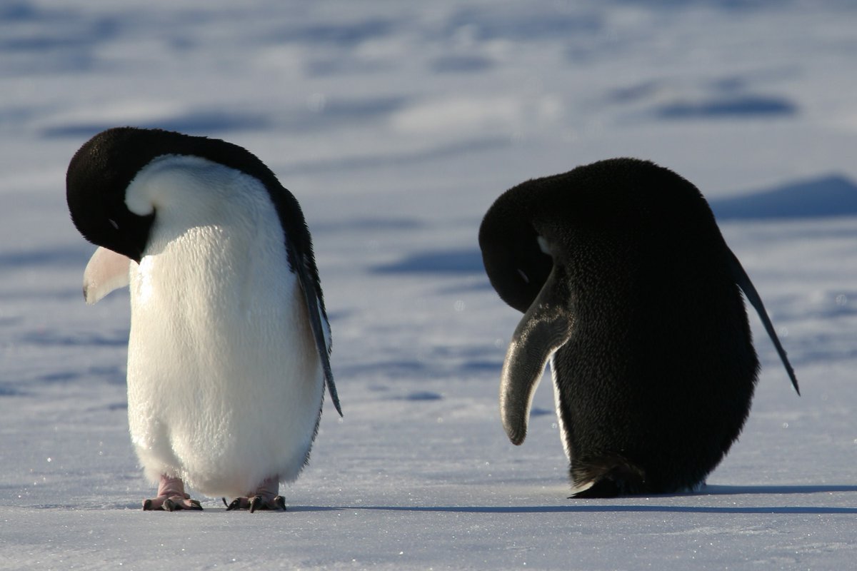 Emperor penguins.jpg