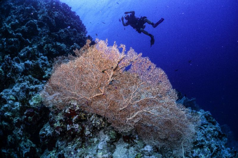 super corals.jpg